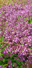 Obraz premium Heather plant vertical view