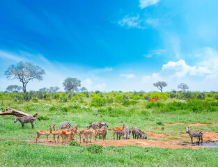Zebras and antelopes graze together at a watering hole in Tsavo East National Park in Kenya. It's...