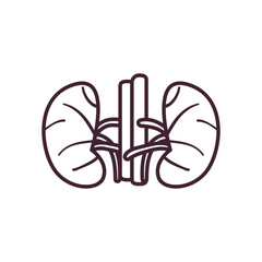 kidneys line style icon vector design