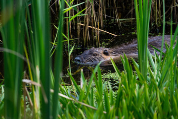 Nutria