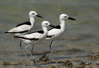 Fototapeta premium Crab plovers wlaking at Busaiteen coast, Bahrain