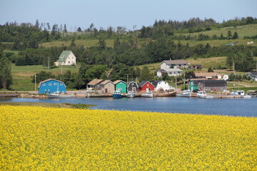 Canola flower fields prince edward island town water buildings seaport 