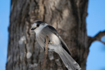 Canada Jay perches on branch