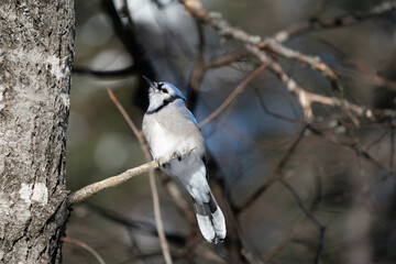 Blue Jay neck stretched high