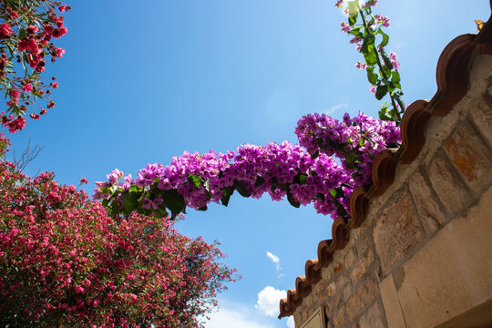 Great bougainvillea, beautiful flowering plant rising above stone wall, recognizable with its magnificent, purple flowers , photographed against clear blue, summer sky