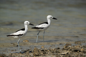 A pair of Crab plovers at Busaiteen coast, Bahrain