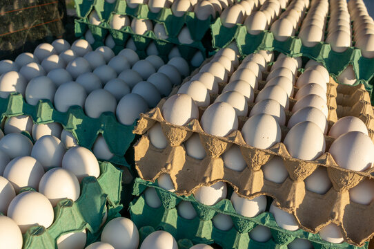 stacked white egg cartons, short depth of field