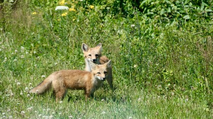 baby foxes in field flowers 3