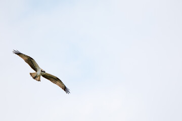 Fischadler im gleitflug