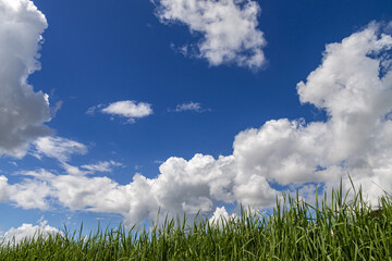 土手の草むら秋空に層積雲が浮く