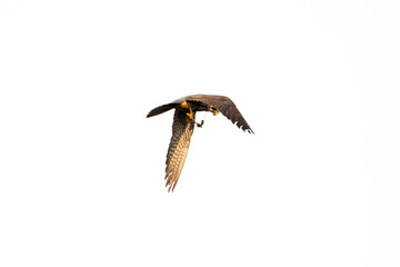 Baumfalke