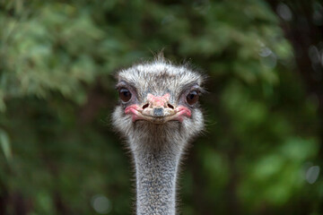 愛嬌たぷりなダチョウの小顔