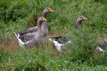 greylag goose in the grass