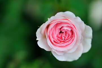 
rose ISPARTA