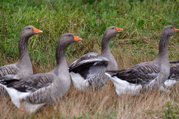 greylag goose in the grass