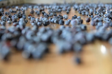 blueberries 13