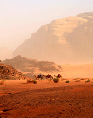 Camels traveling in the desert