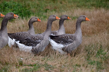 greylag goose in the grass