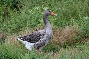 greylag goose in the grass