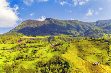 Rice field green grass blue sky cloudy landscape