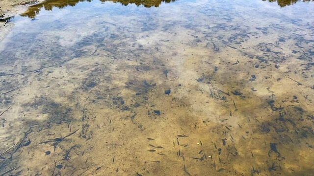 Minnow Fish Glide Through Shallow Lake Shore