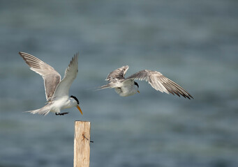 Obraz premium Greater Crested Tern occuping the wooden log , Bahrain