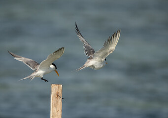 Greater Crested Tern pushing the other for space, Bahrain