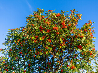 Fototapeta na wymiar Autumn transform the colors in the nature just like this beautiful rowan tree