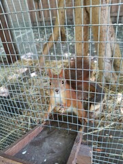 squirrel in cage