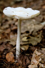 white mushroom