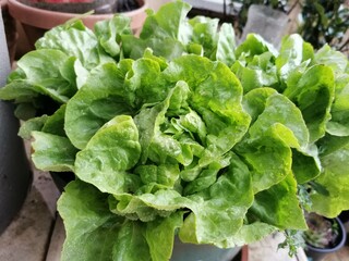 Organic Lettuce in Rain HD