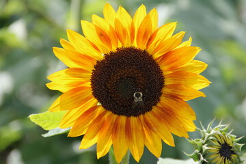 Obraz premium sunflower 6
