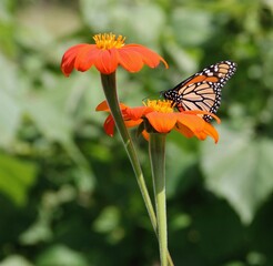 butterfly on orange flowers 2