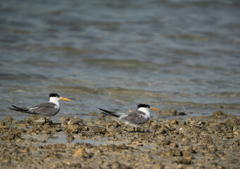 A pair of Greater Crested Tern at Busiateen coast, Bahrain