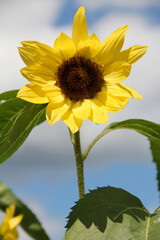 sunflower 3