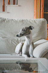 Whippet blanco y atigrado, tumbado encima de un sofá 