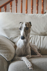 Whippet blanco y atigrado, tumbado encima de un sof&aacute; 