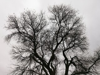 Silhouette of a Tree in Winter 