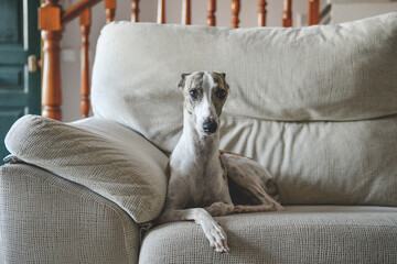 Whippet blanco y atigrado, tumbado encima de un sof&aacute; 