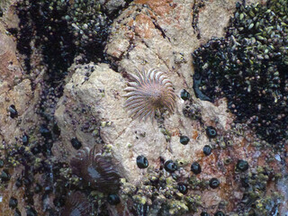 Heliaster is a Genus of Asteroidea (Sea Stars) found on the Ballestas Islands in the Pacific Ocean