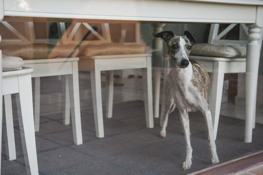 Whippet blanco y atigrado, mira a trav&eacute;s del cristal