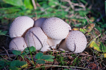 Common puffball mushroom - Lycoperdon perlatum - growing in green sphagnum moss close up.