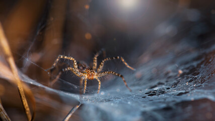 beautiful yellow spider on its web macrophotography. slim and elegant arachnid but dreadful predator for insects stuck on its spider web, ruthless trap, somewhere in the tropical jungle of Thailand