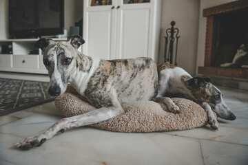 Dos whippets blanco y atigrado, tumbados en su cama