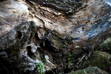 Curves and colors of a wooden trunk tree