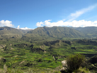 Naklejka premium Cultivated Land with many Trees and Vegetation with Various Levels of Irrigation in Arequipa / Peru