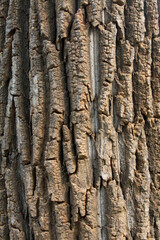 Canada poplar and windows in a park