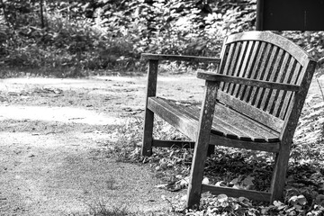 empty wooden bench along forest trail