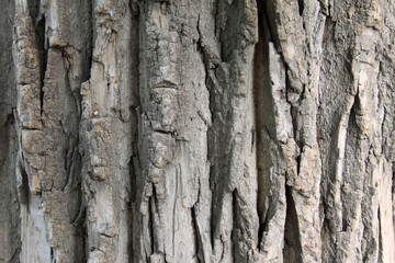 Canada poplar and windows in a park