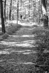 Empty boardwalk hiking path through the forest